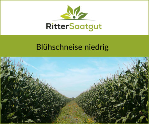 Maisfeld rechts und links mit niedriger Blühschneise mittig