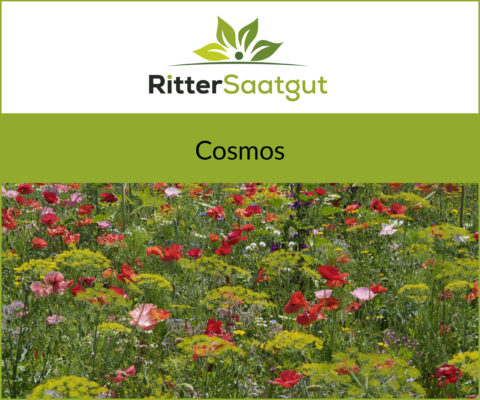 Blumenwiese mit roten, pinken, lilanen und blauen Blumen und diversen Kräutern