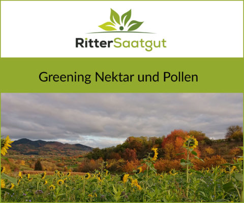 Berglandschaft mit Sonnenblumen in Nahaufnahme