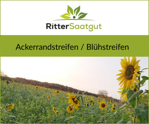 Sonnenblumen in Nahaufnahme vor einem Laubwald