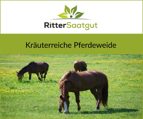 Grasende Pferde auf einer kräuterreichen Weide
