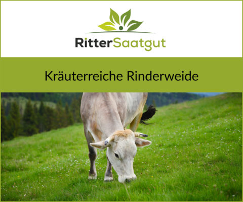 Helles Rind grasend vor einem Tannenwald