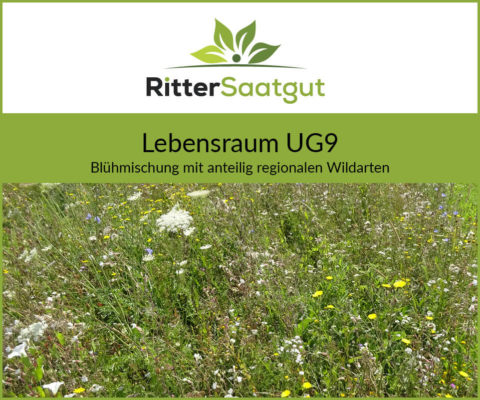 Wilde wiese mit vielen Gräsern und Kräutern vereinzelt Blumen
