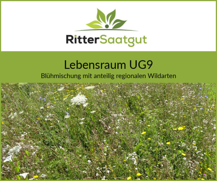 Wilde wiese mit vielen Gräsern und Kräutern vereinzelt Blumen