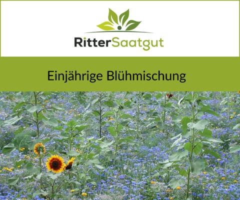 Buntes Blumenfeld gesäht mit Einjähriger Blühmischung