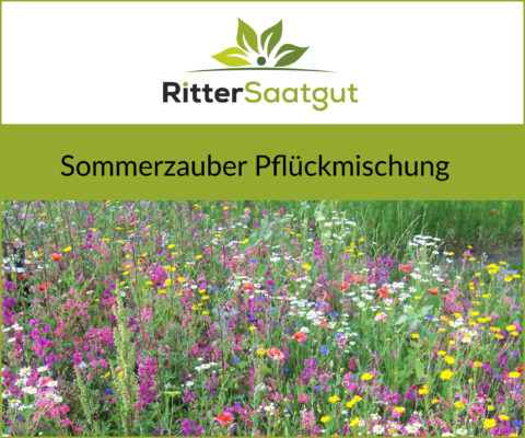 Wiese bedeckt mit gelben, roten, pinken, lilanen, weißen und blauen Blumen zum pflücken