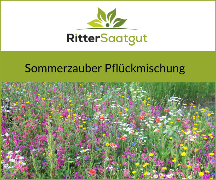 Wiese bedeckt mit gelben, roten, pinken, lilanen, weißen und blauen Blumen zum pflücken