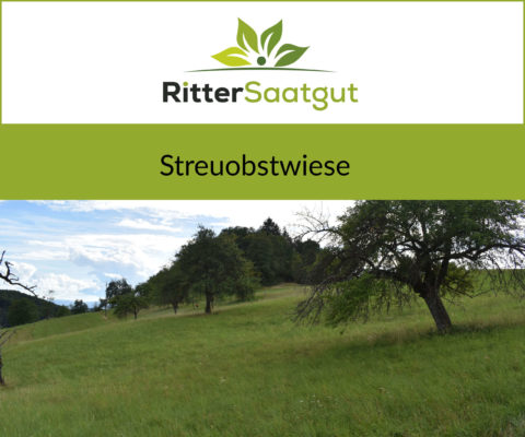 Obstbäume vor einem kleinen Wäldchen auf einer Wiese bedeckt mit hohem Gras