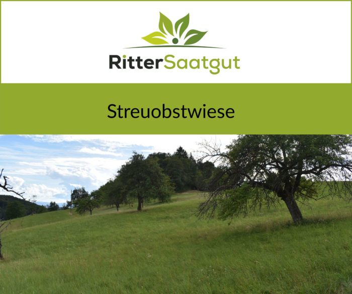 Obstbäume vor einem kleinen Wäldchen auf einer Wiese bedeckt mit hohem Gras