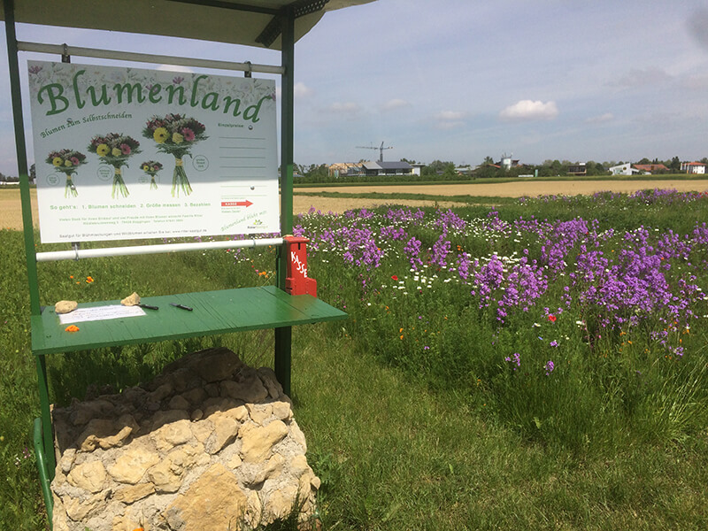 Blumenland Stand mit Buggingen und Feldern im Hintergrund