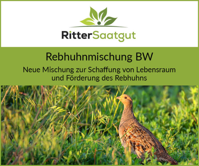 Nahaufnahme eines Rebhuhns in hohem Gras