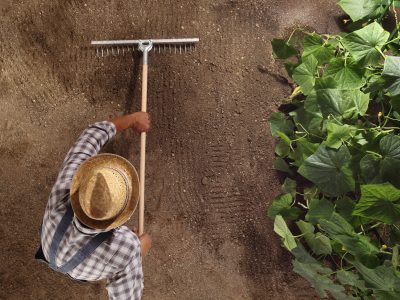 man farmer working with rake in vegetable garden, raking the soil near a cucumber plant, top view and copy space template man farmer working with rake in vegetable garden, raking the soil near a cucumber plant, top view and copy space template