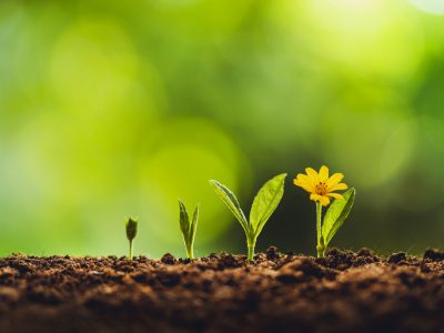 Growth tree young plant Natural green background Growth tree young plant Natural green background