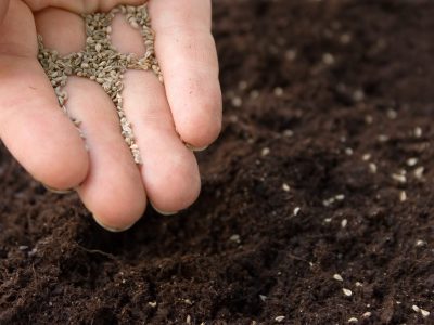planting seeds hand planting the seeds into the ground