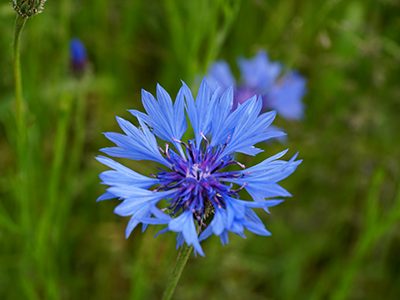 Blume8-Ritter-Saatgut