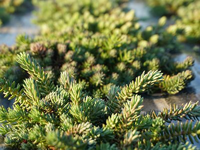 Dachbegruenung-Sedum-Ritter-Saatgut Dachbegruenung-Sedum-Ritter-Saatgut