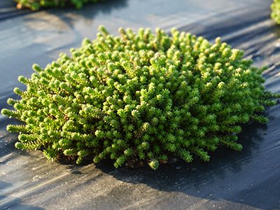 Dachbegruenung2-Sedum-Ritter-Saatgut Dachbegruenung2-Sedum-Ritter-Saatgut