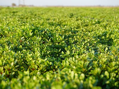 Dachbegruenung5-Sedum-Ritter-Saatgut Dachbegruenung5-Sedum-Ritter-Saatgut