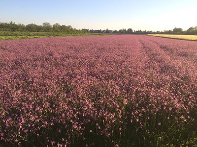 Feld3-Ritter-Sattgut Feld3-Ritter-Sattgut