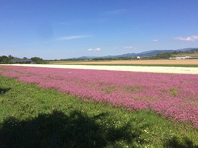 Blumenwiese-Ueber-Uns