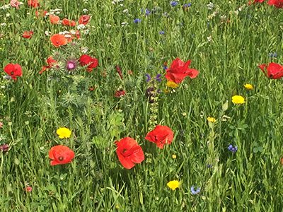Wildblumensamen-Ritter-Saatgut Wildblumensamen-Ritter-Saatgut